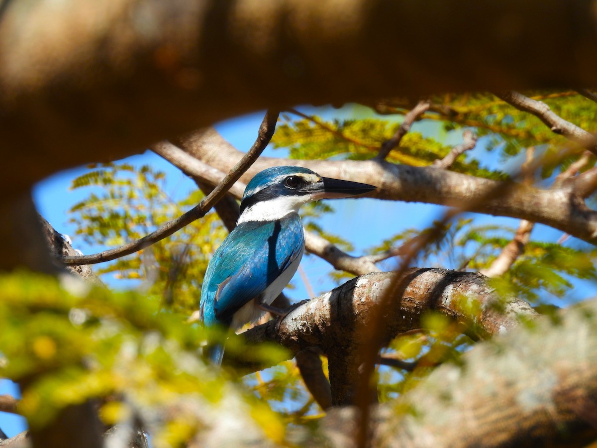 Pasifik Yalıçapkını - ML643748384