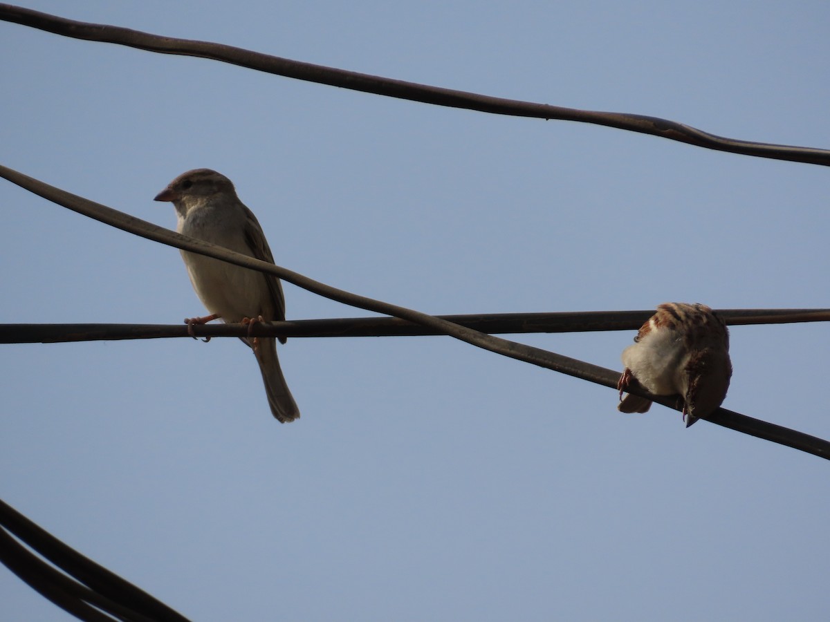 House Sparrow - ML643748387