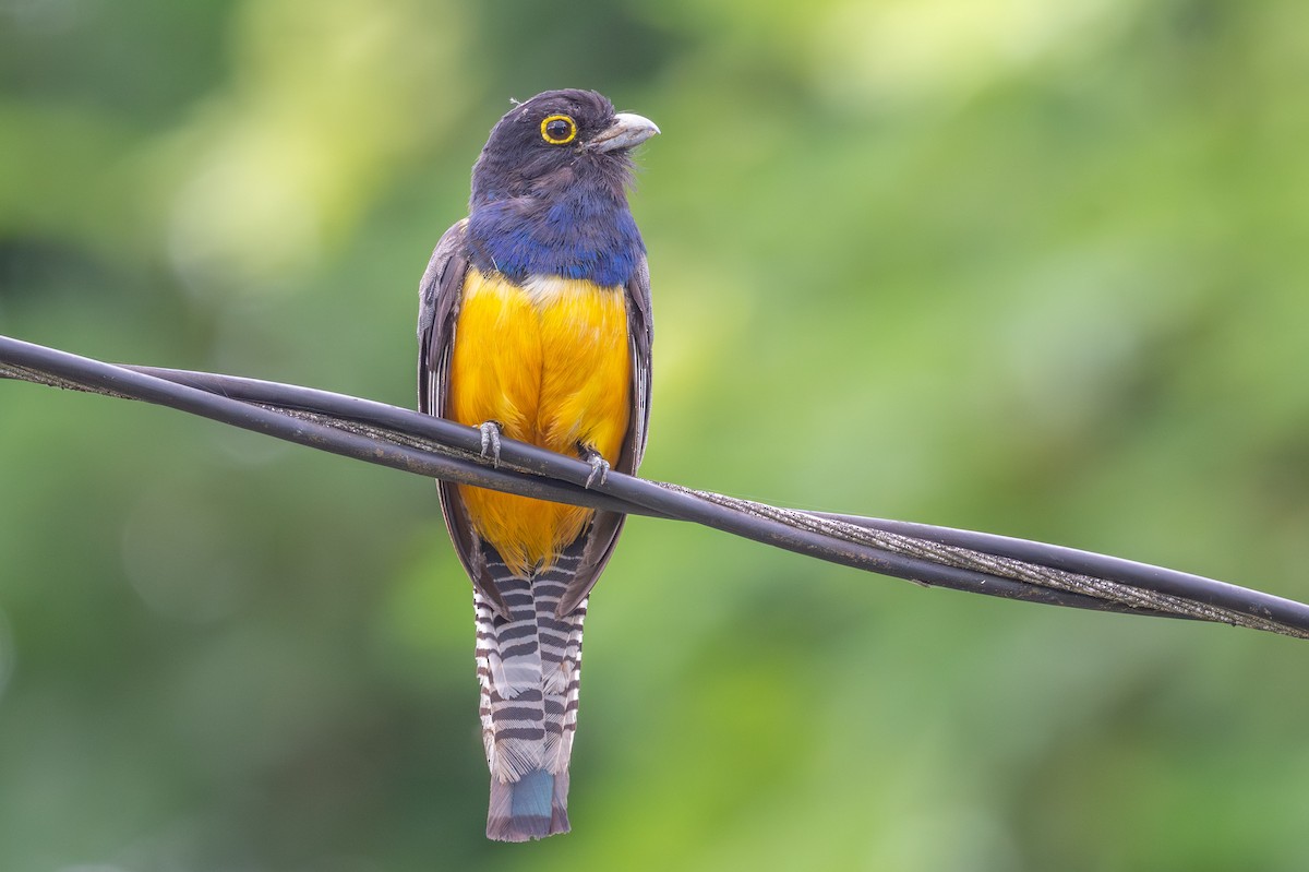 Gartered Trogon - ML643748399