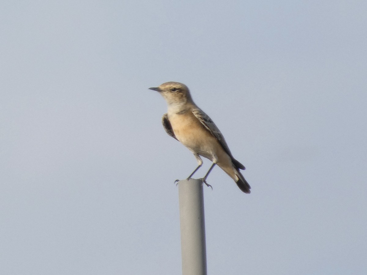 Northern Wheatear - ML643748407