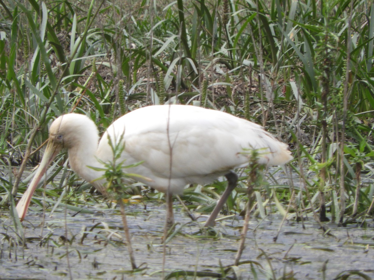 Yellow-billed Spoonbill - ML643748412
