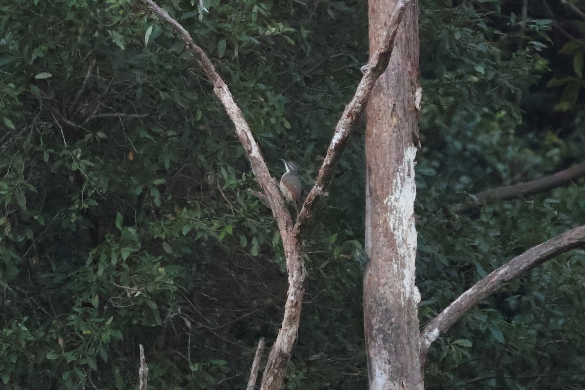 Paradise Riflebird - ML643748416