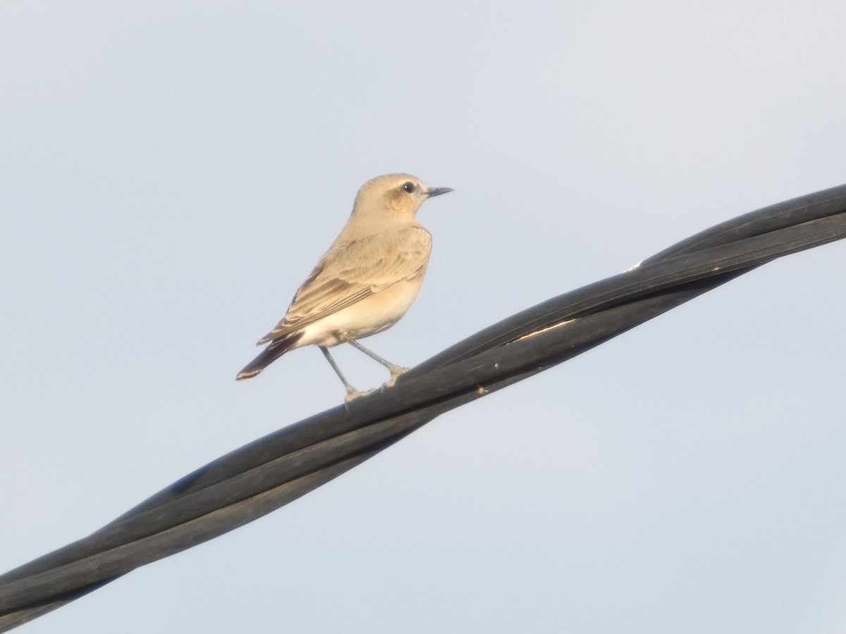 Isabelline Wheatear - ML643748417