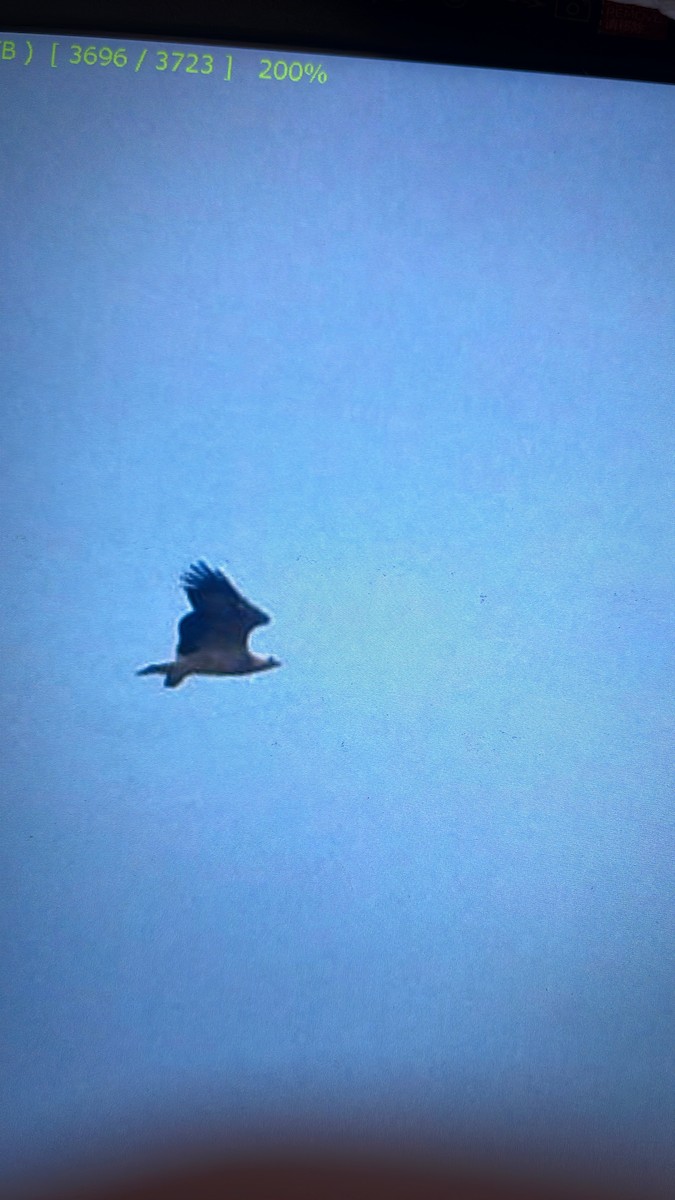White-bellied Sea-Eagle - ML643748419