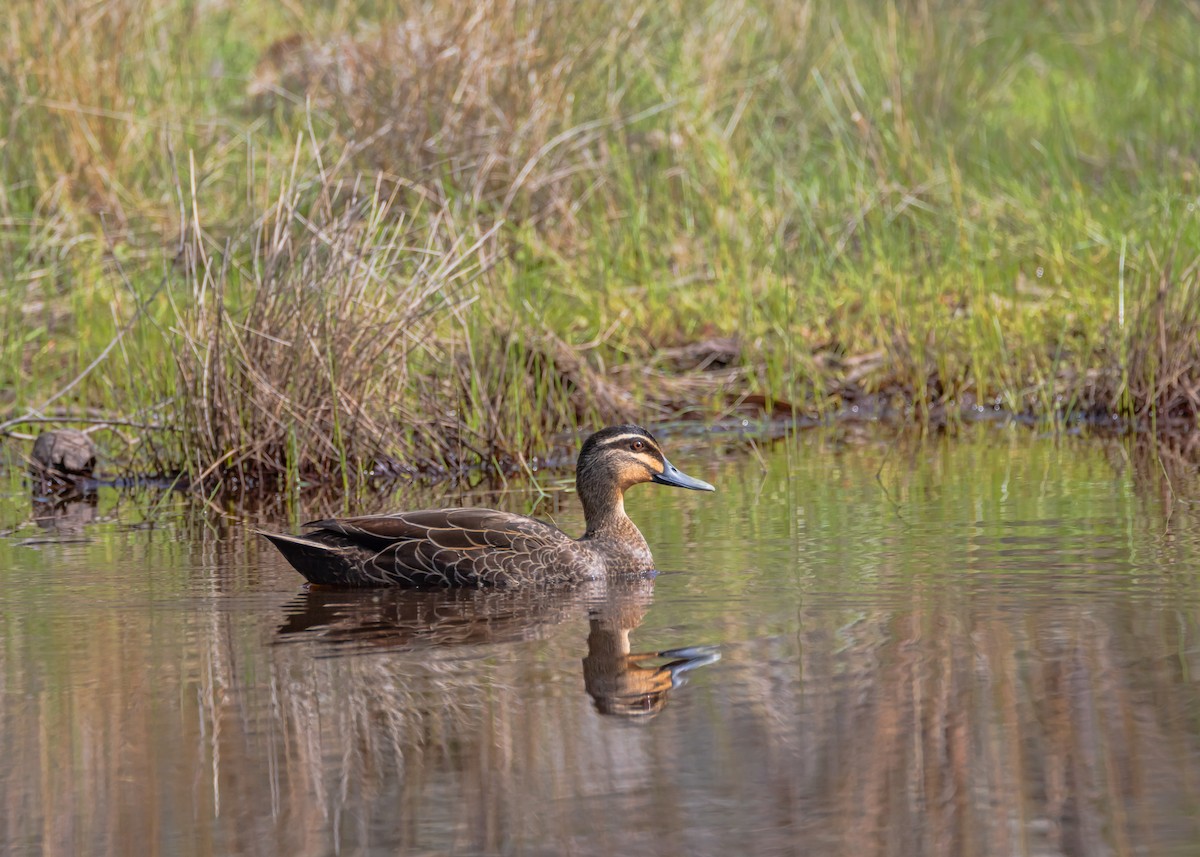 Pacific Black Duck - ML643748420