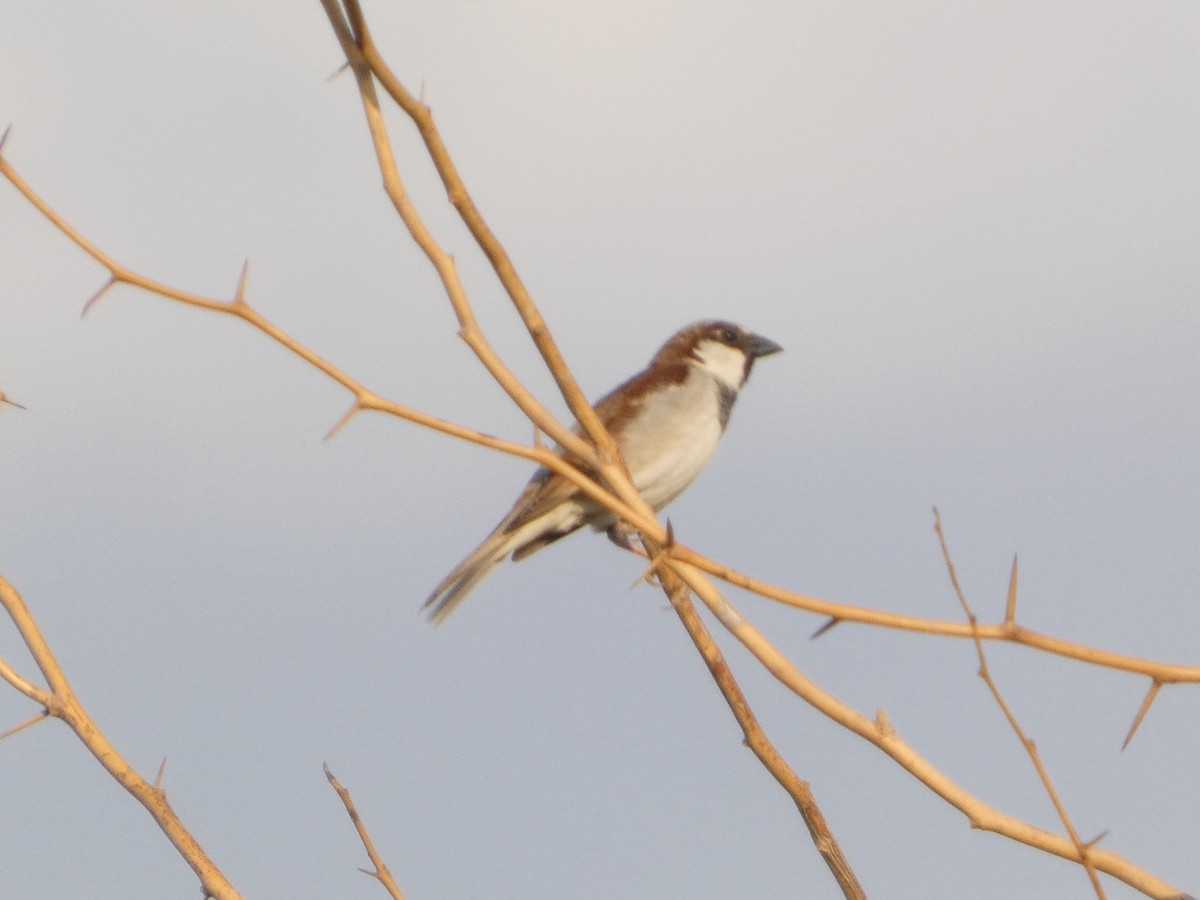 House Sparrow - ML643748421