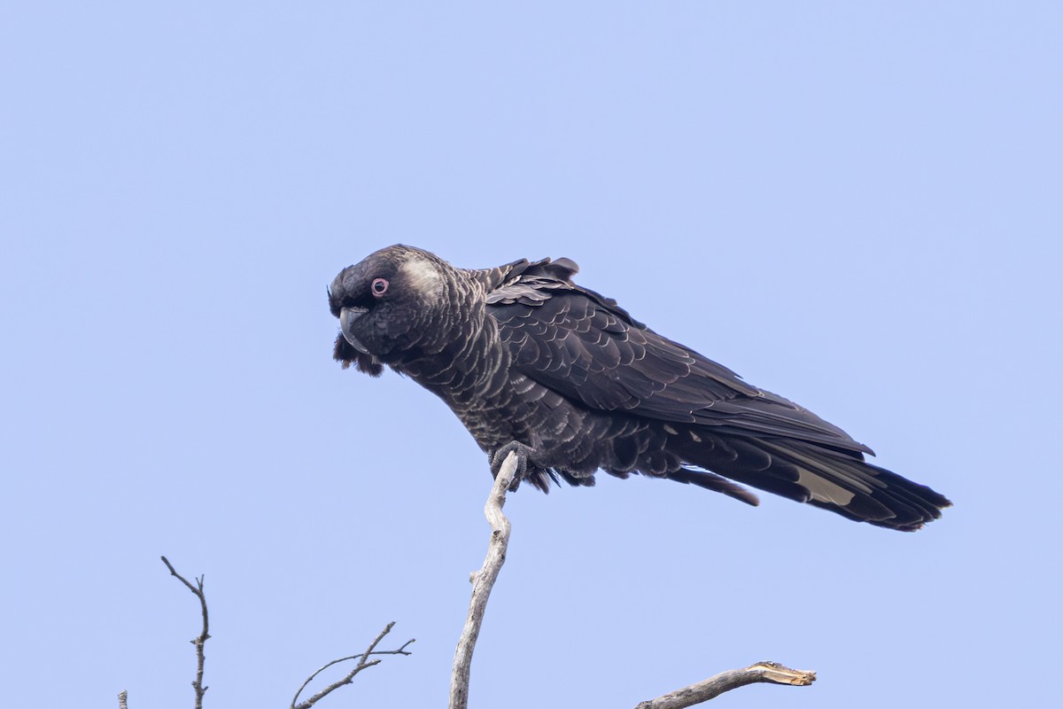 Carnaby's Black-Cockatoo - ML643748423