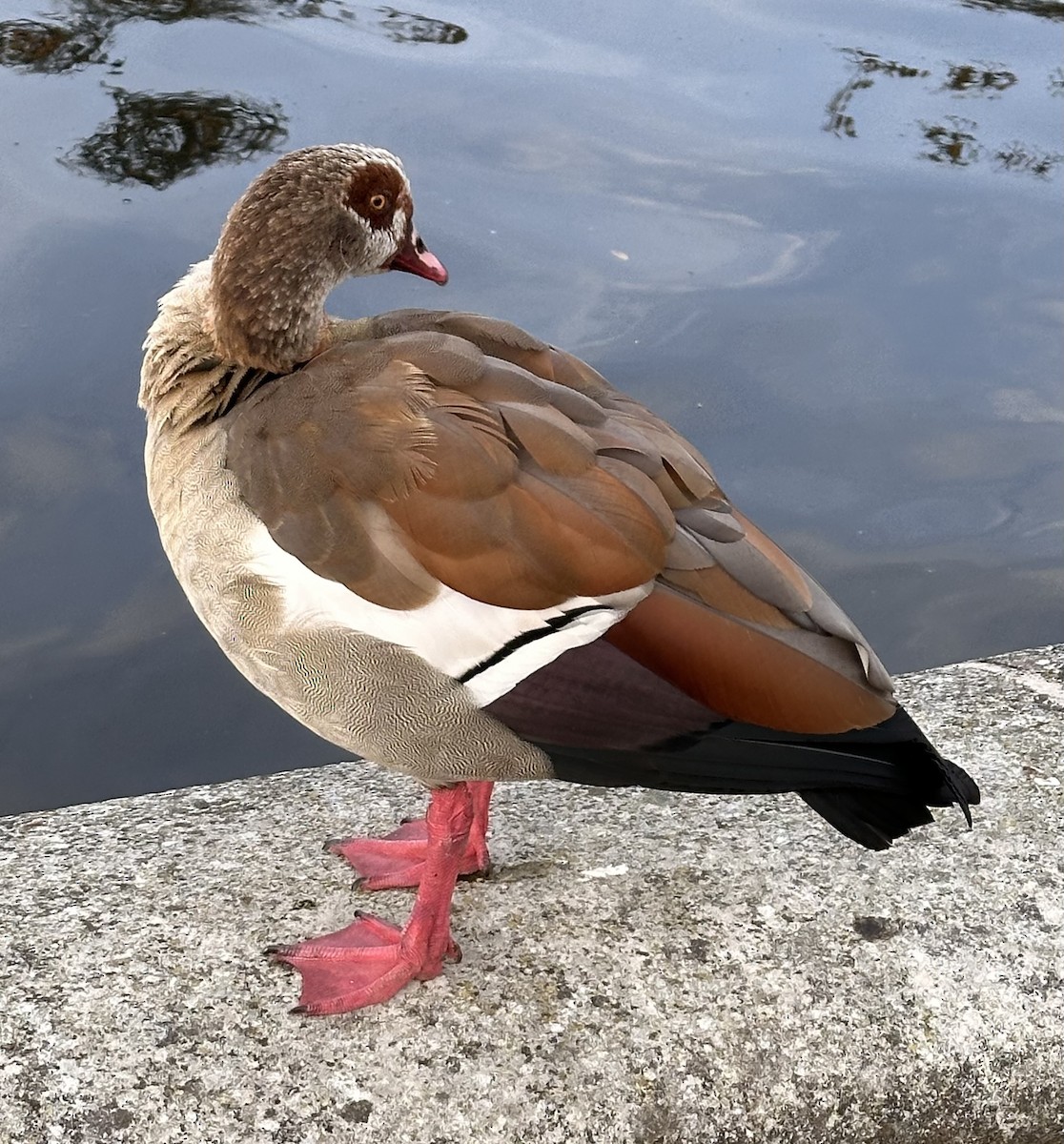 Egyptian Goose - ML643748424