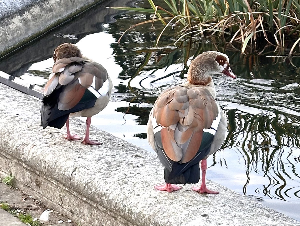 Egyptian Goose - ML643748425