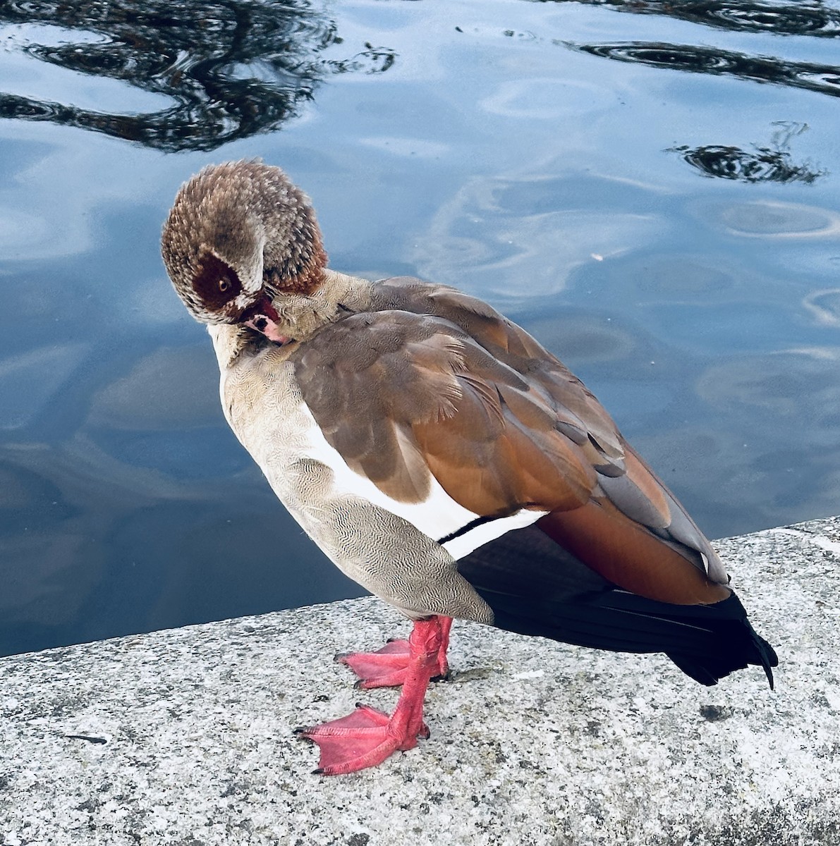 Egyptian Goose - ML643748426