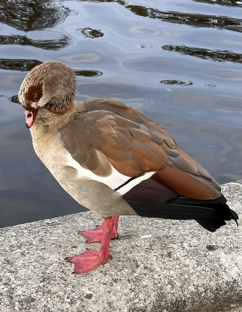 Egyptian Goose - ML643748427