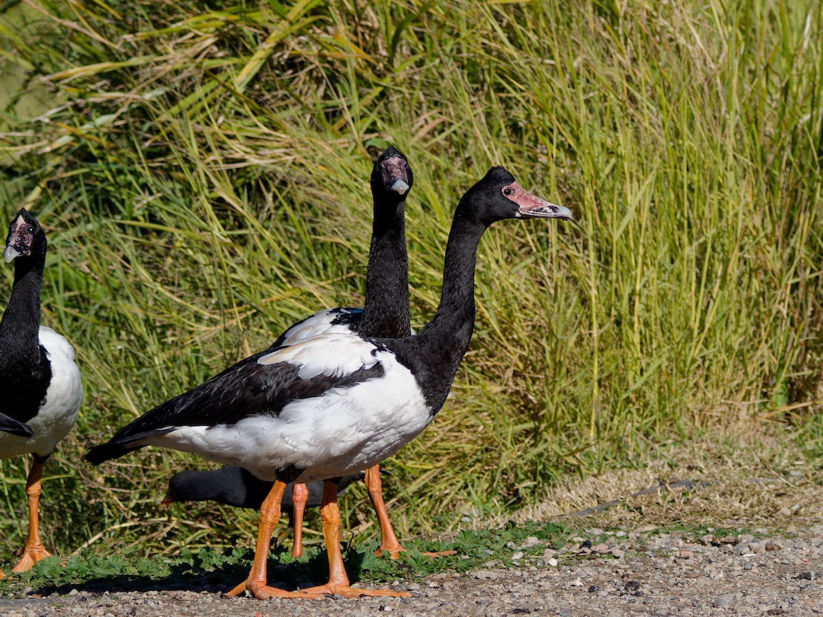 Magpie Goose - ML643748428