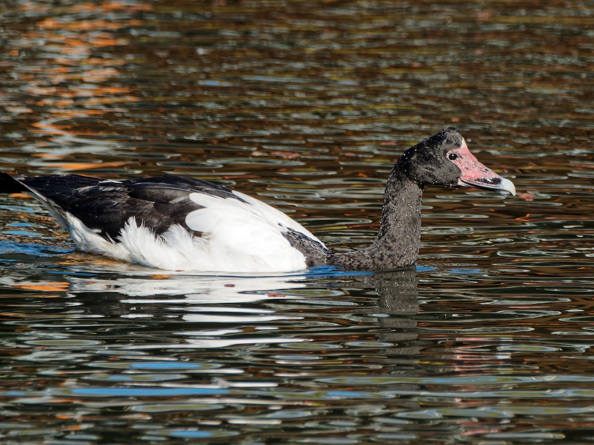 Magpie Goose - ML643748430