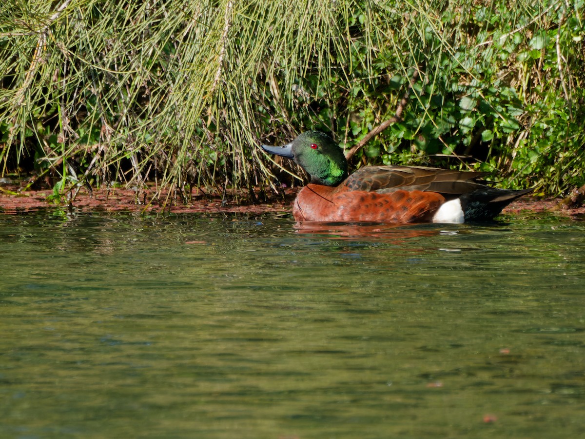 Chestnut Teal - ML643748433