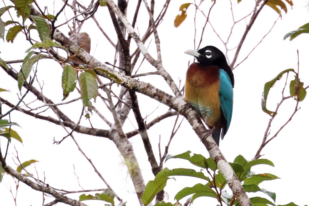 Blue Bird-of-Paradise - ML643748436