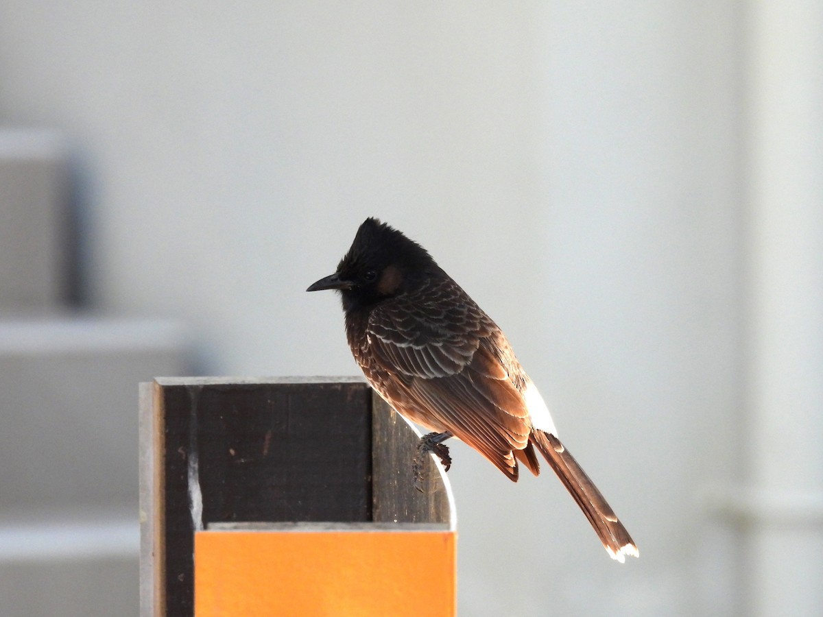 Red-vented Bulbul - ML643748438