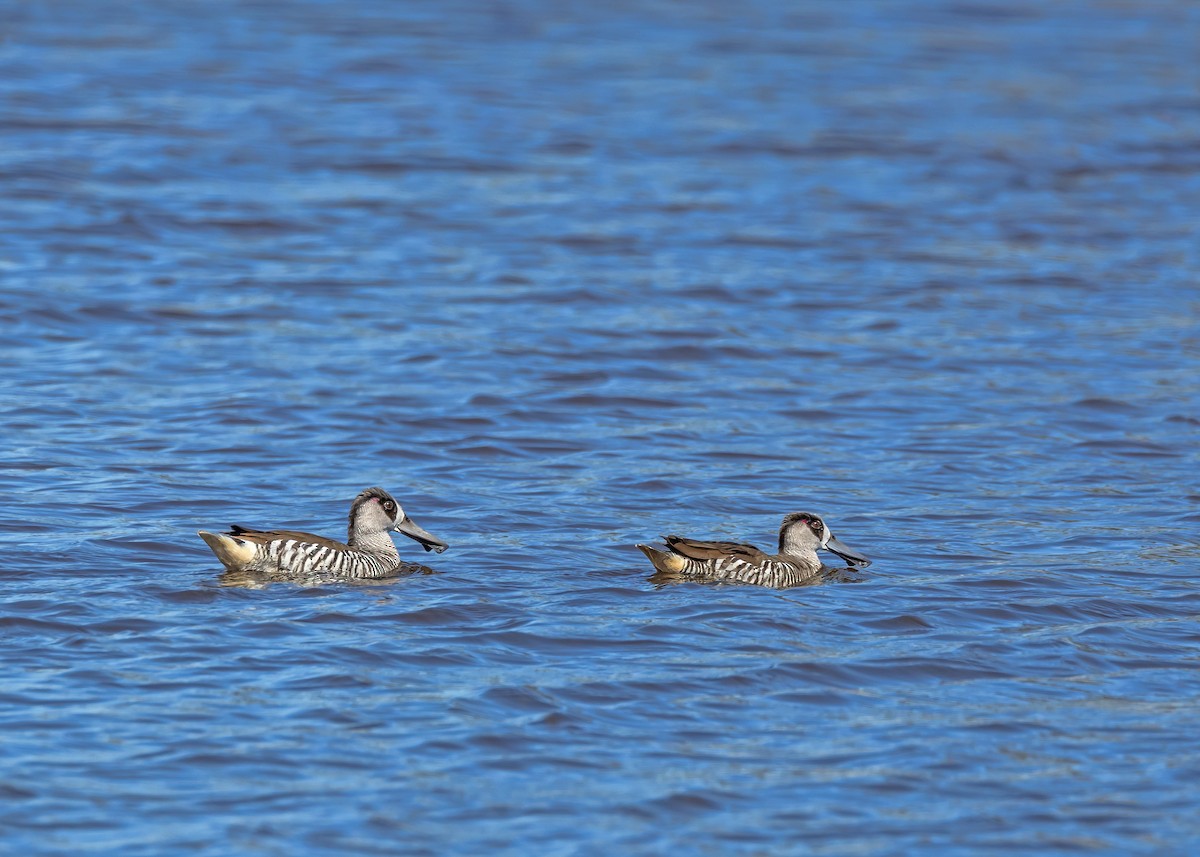Pink-eared Duck - ML643748440