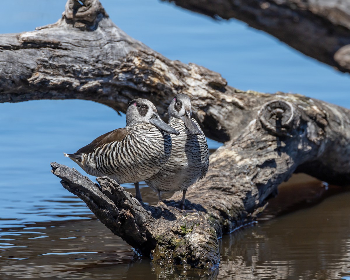 Pink-eared Duck - ML643748441