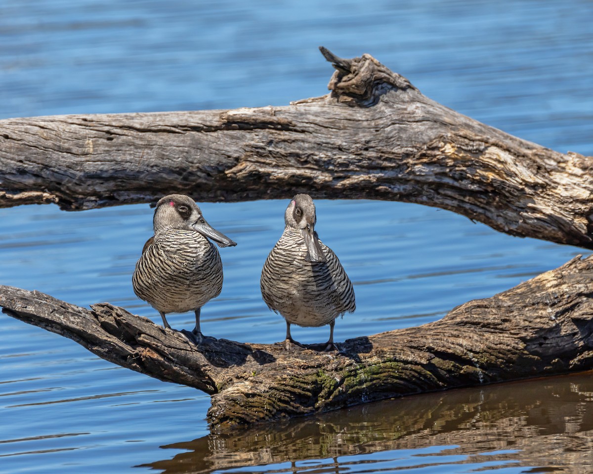 Pink-eared Duck - ML643748442