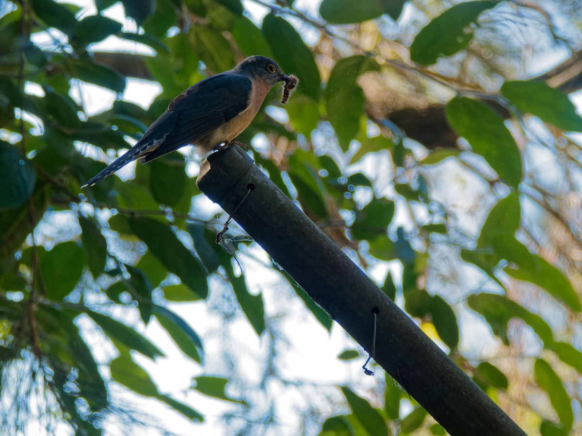 Fan-tailed Cuckoo - ML643748443