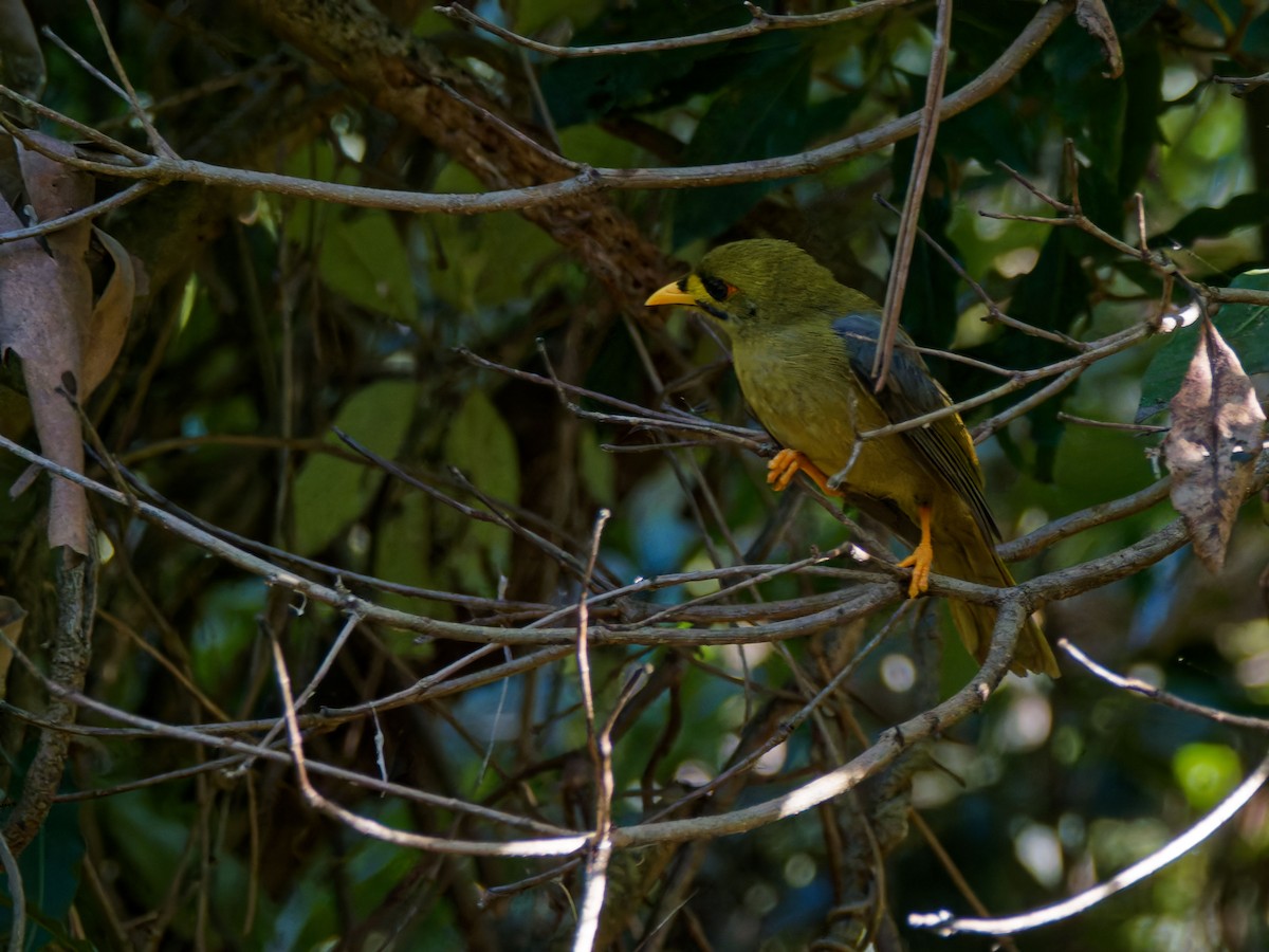 Bell Miner - ML643748448