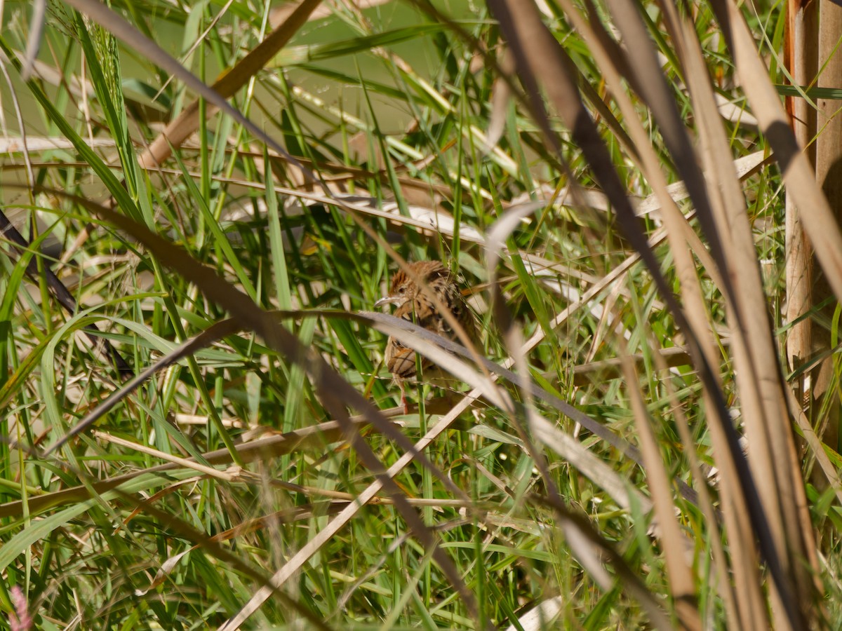 Tawny Grassbird - ML643748450