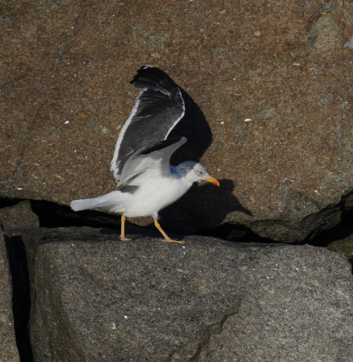 Lesser Black-backed Gull - ML643748451