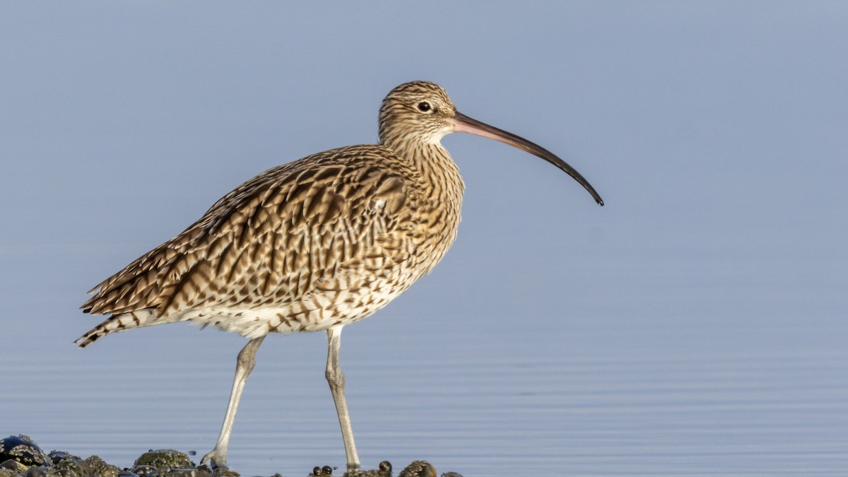 Eurasian Curlew - ML643748461