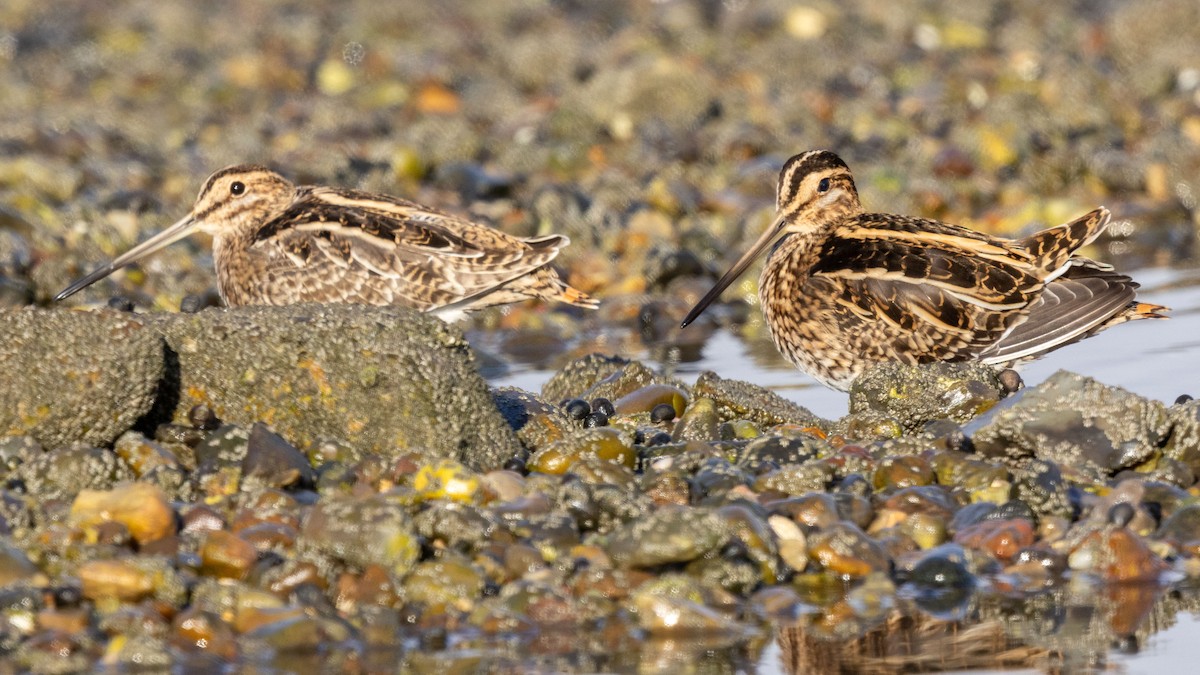 Common Snipe - ML643748465