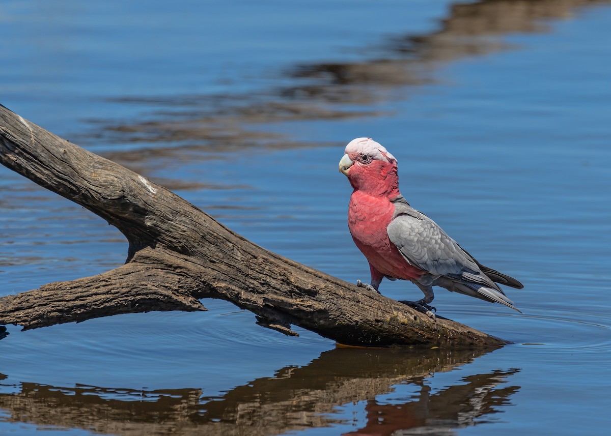 Galah - ML643748469