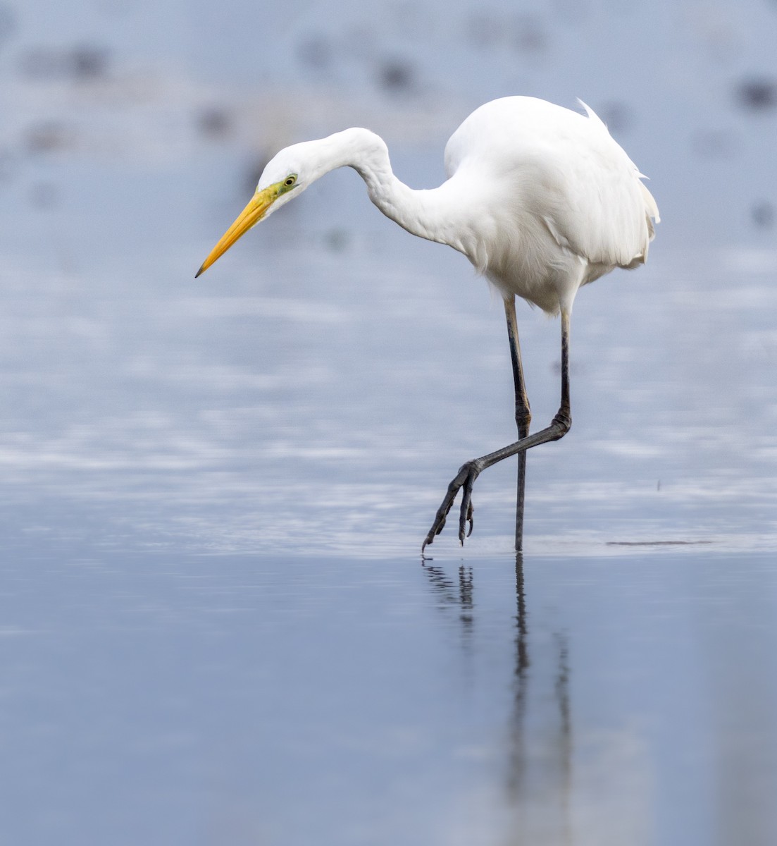 Great Egret - ML643748473