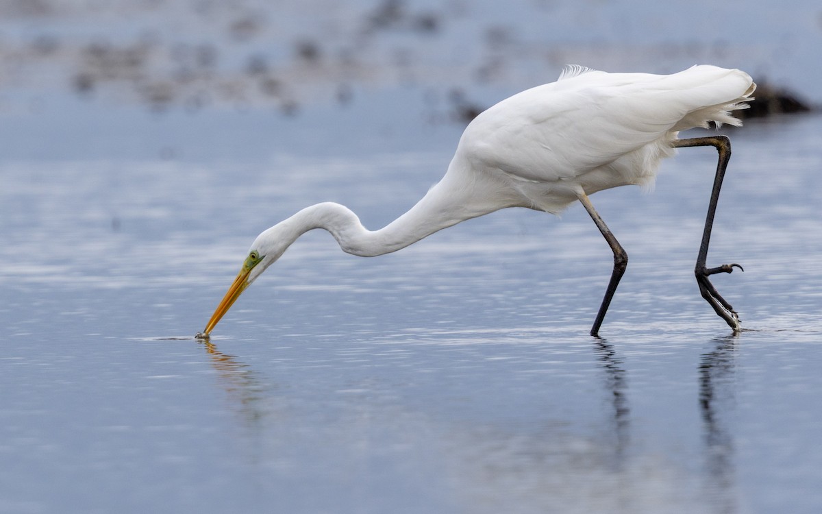 Great Egret - ML643748474