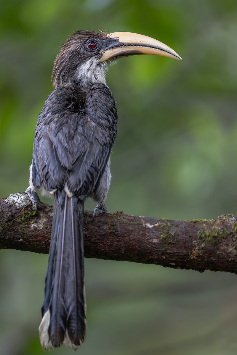 Sri Lanka Gray Hornbill - ML643748488