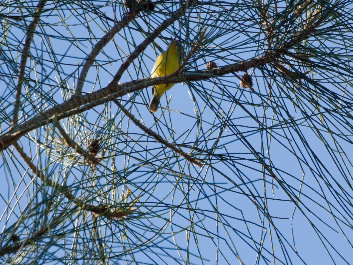 Yellow Thornbill - ML643748489
