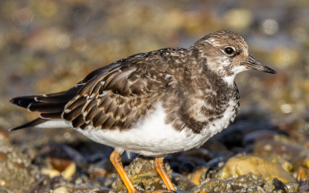 Ruddy Turnstone - ML643748492