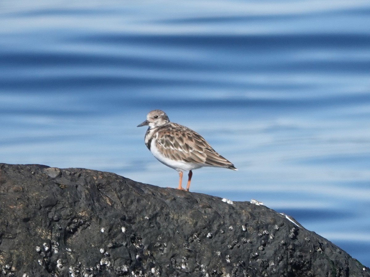Ruddy Turnstone - ML643748496