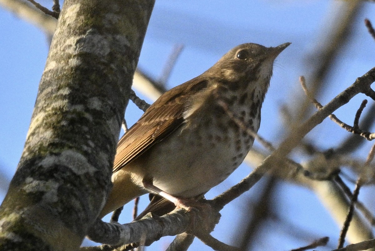 קיכלי חלוד-זנב - ML643748500