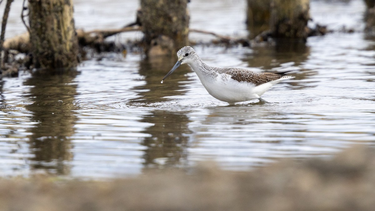 Common Greenshank - ML643748503