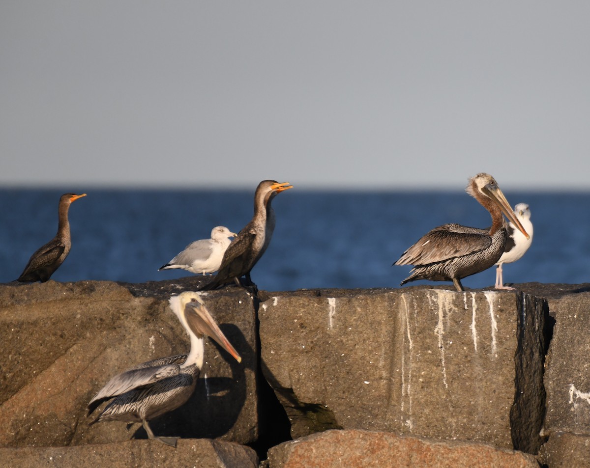 Brown Pelican - ML643748505