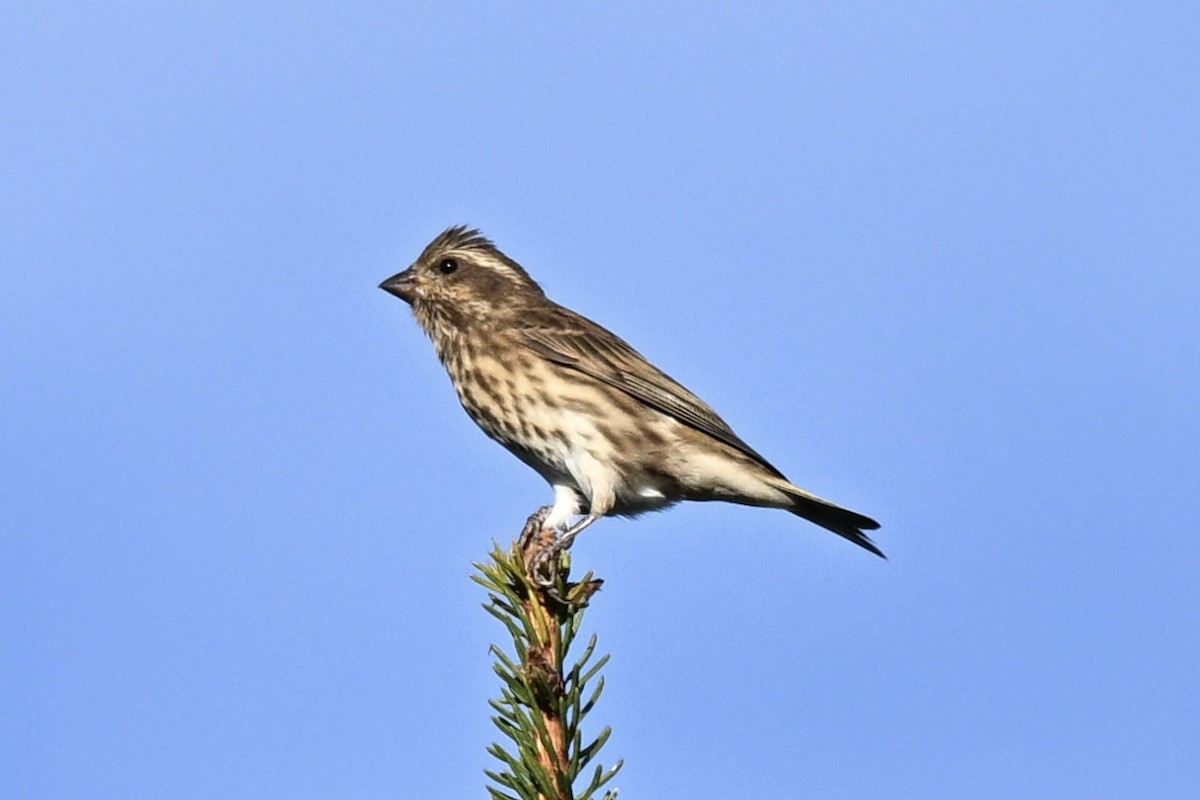 Purple Finch - ML643748522