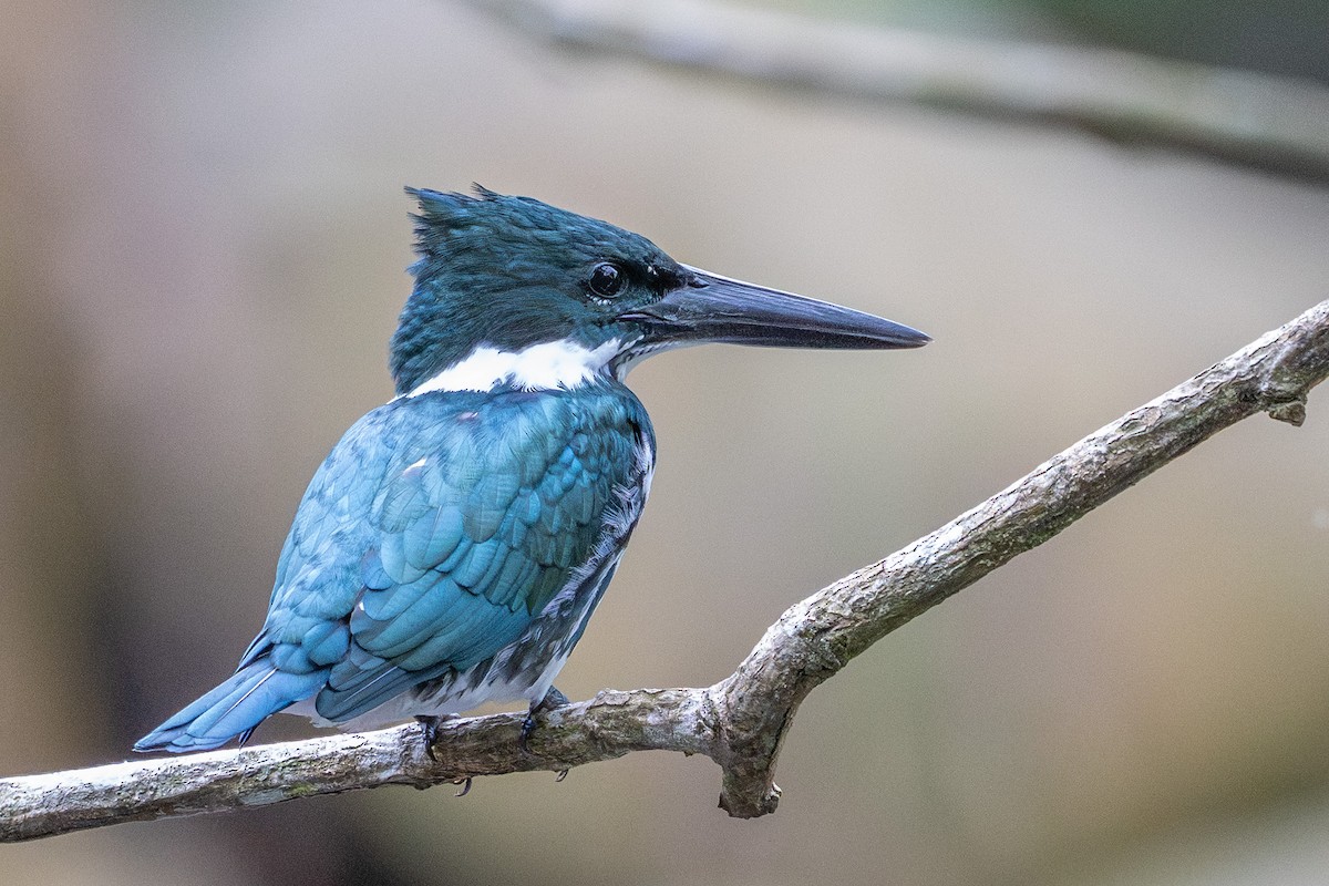 Amazon Kingfisher - ML643748523