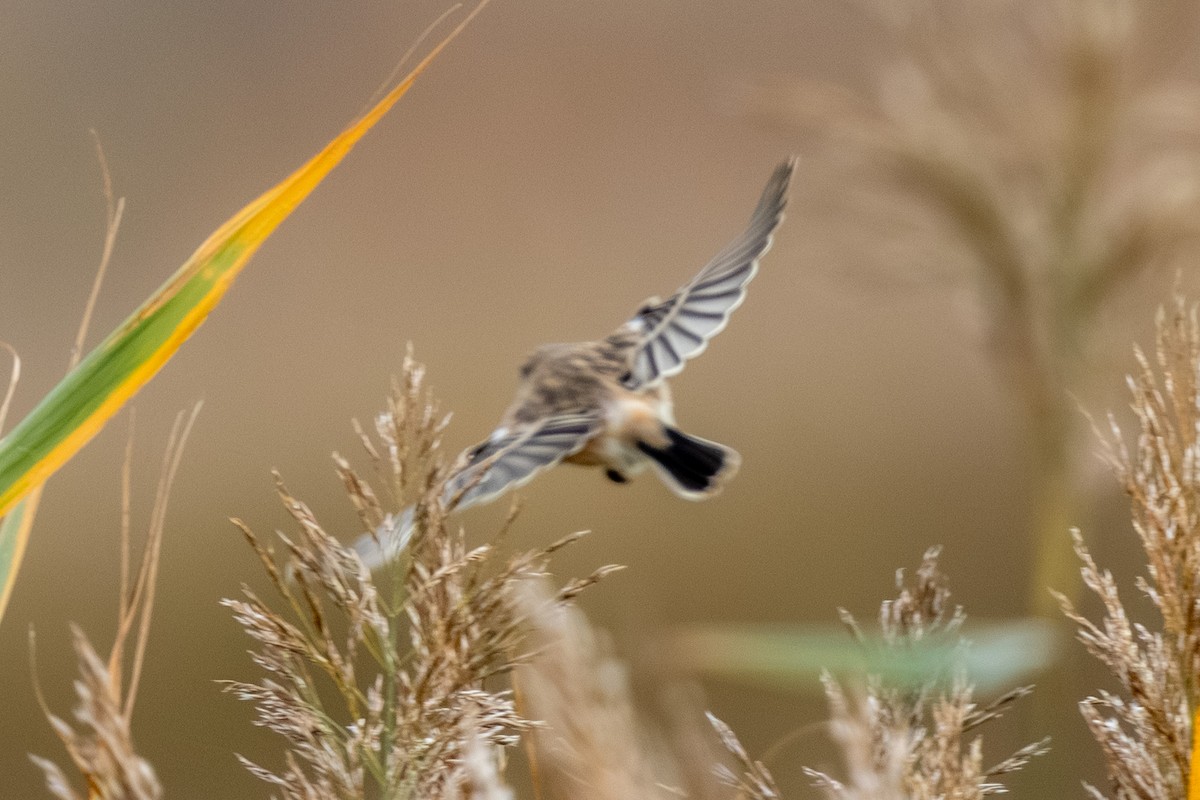 Siberian Stonechat - ML643748527