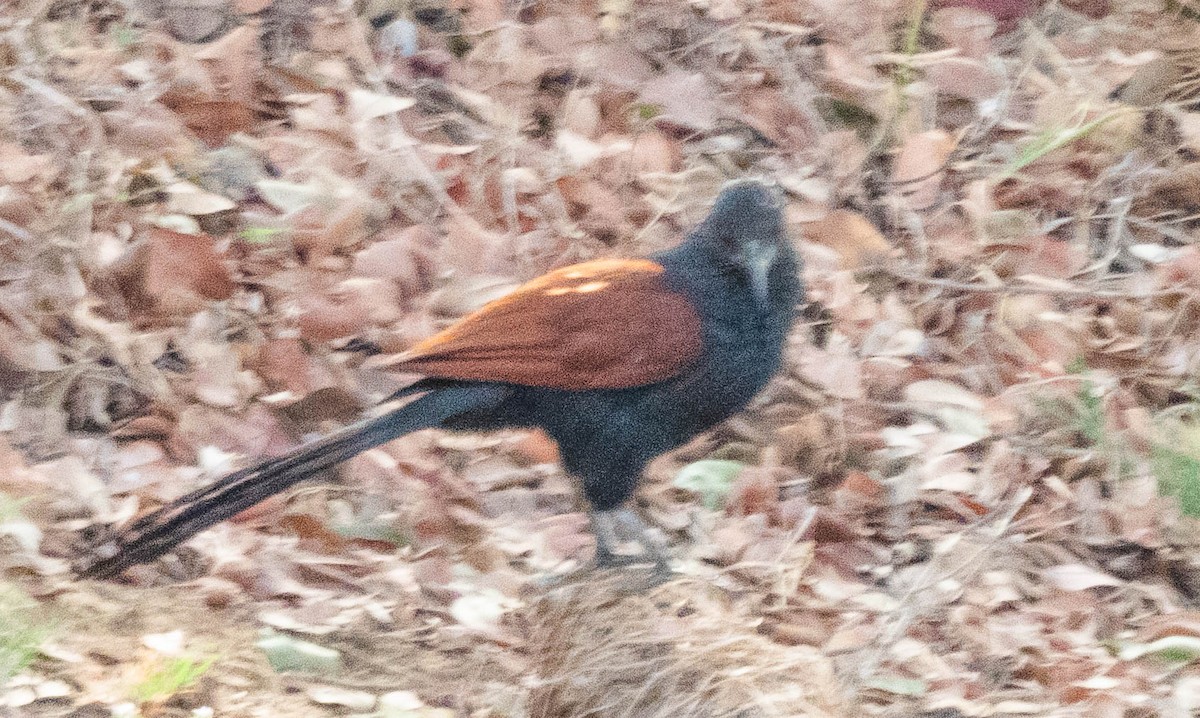 褐翅鴉鵑 - ML643748529