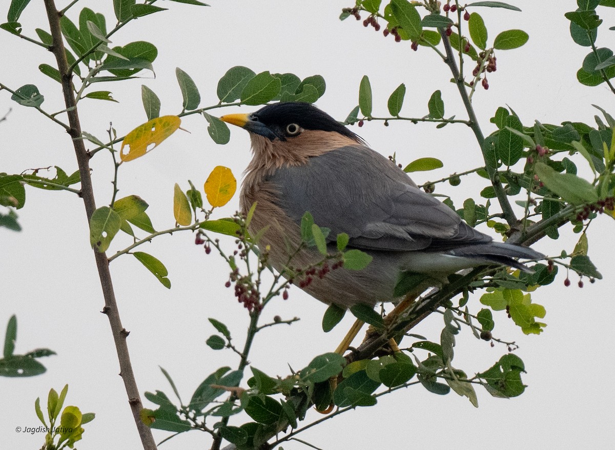 黑冠椋鳥 - ML643748534