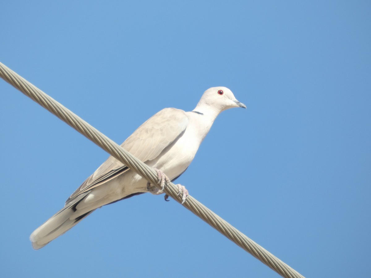 African Collared-Dove - ML643748535