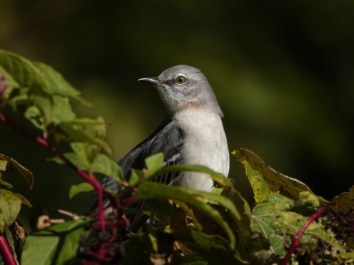 Northern Mockingbird - ML643748539