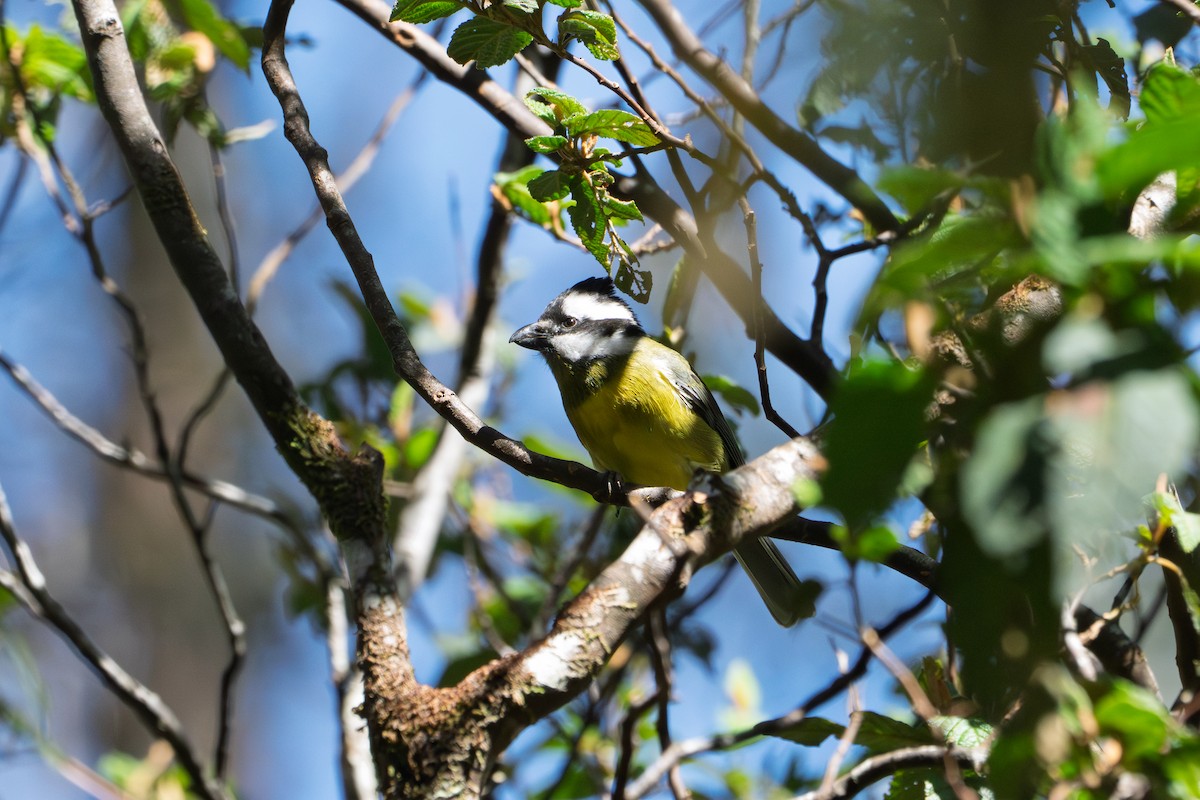Eastern Shrike-tit - ML643748540