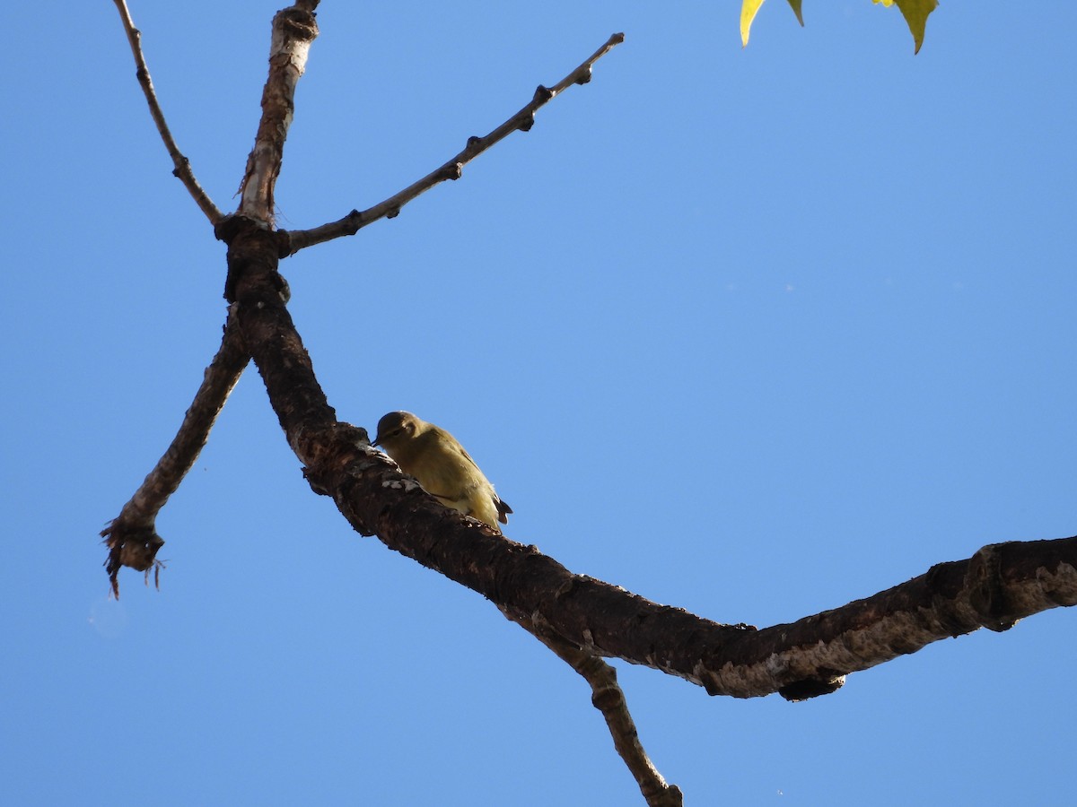Common/Iberian Chiffchaff - ML643748543