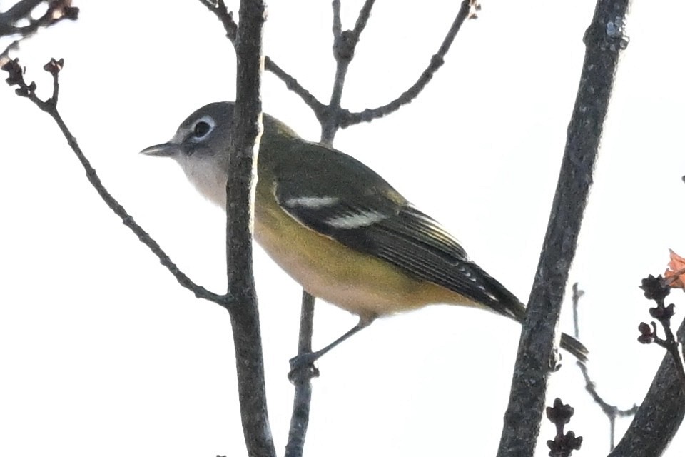Blue-headed Vireo - ML643748544