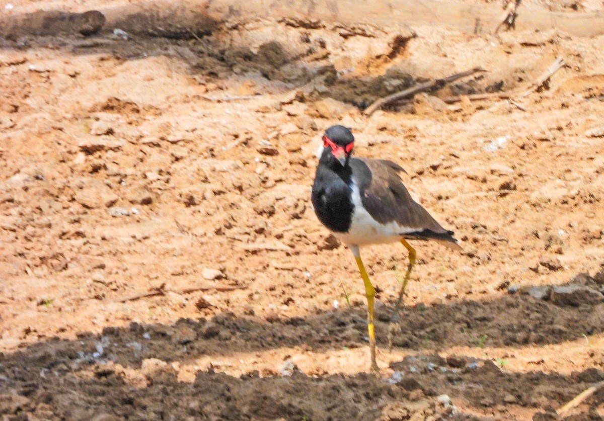 Red-wattled Lapwing - ML643748549